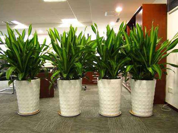 办公室植物摆放怎么比较好？办公室摆放植物有哪些？