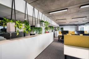 办公室盆栽装修实物图片